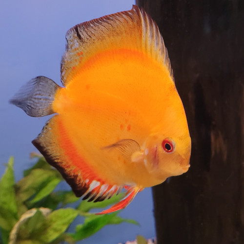 Discus Tangerine 12 cm