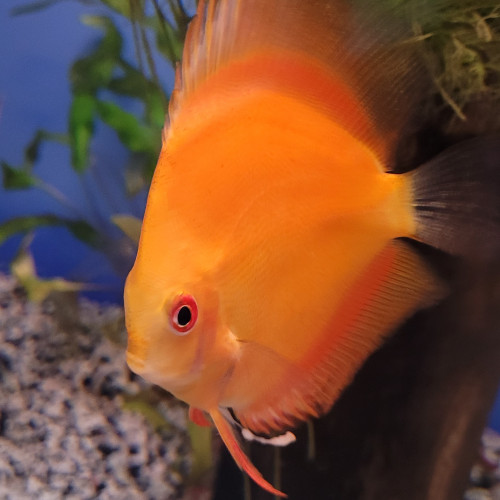 Discus Tangerine 12 cm