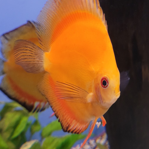 Discus Tangerine 12 cm