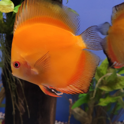 Discus Tangerine 12 cm