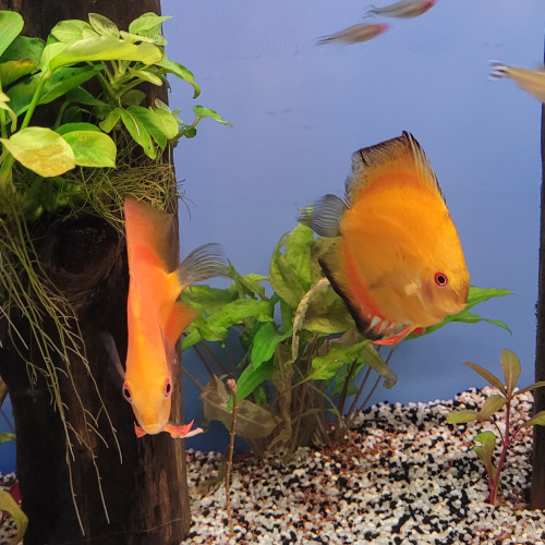 Discus Tangerine 12 cm