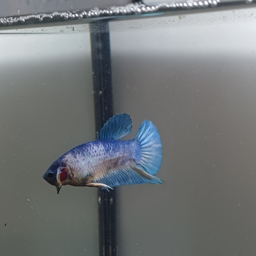 Betta