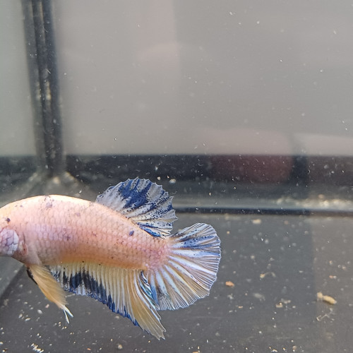 Betta