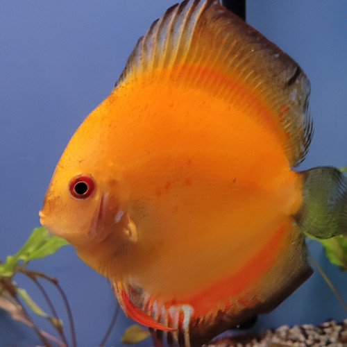 Discus Tangerine 12 cm