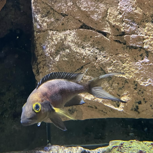 Poisson Tanganyika