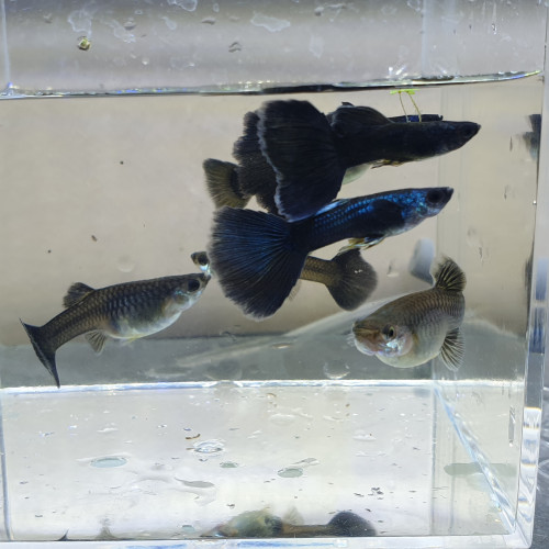 Coule Guppy Moscow Blue