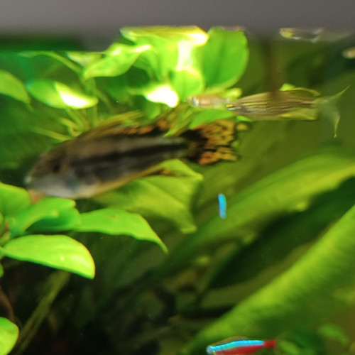 Jeune couple apistogramma double red