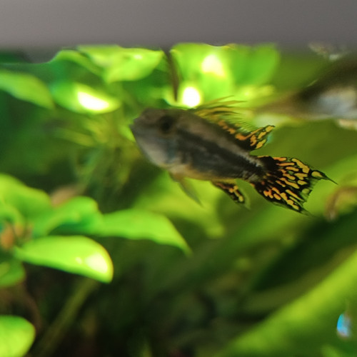 Jeune couple apistogramma double red