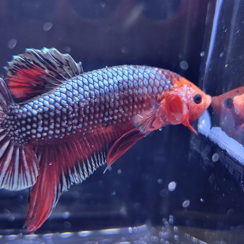 Betta plakat red copper