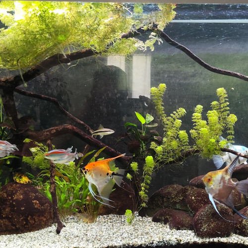 Donnes scalaires / crosso / Tetra et corydoras