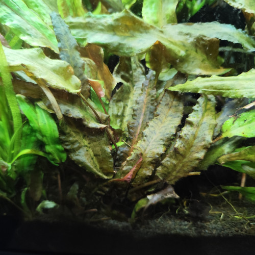 Échange cryptocoryne contre guppy