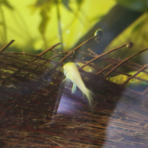 Corydoras albinos à vendre