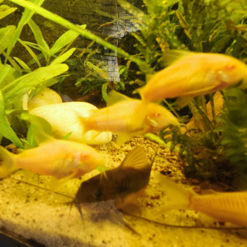 Corydoras albinos à vendre