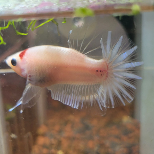 Betta plakat tango