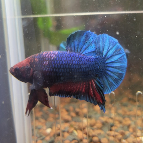 Betta plakat Marble