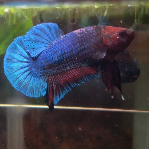 Betta plakat Marble