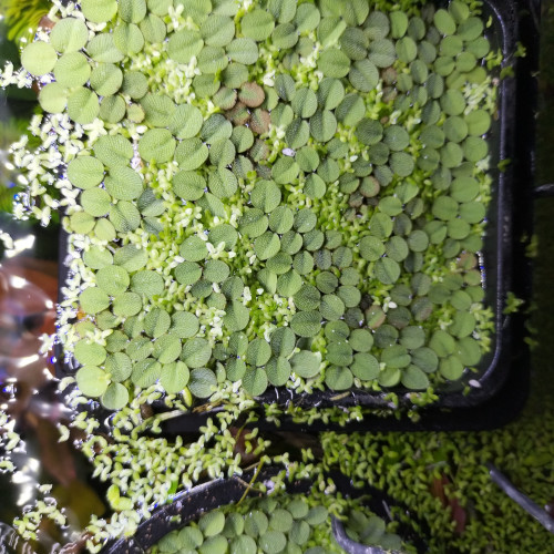 Salvinia Natans Premium - Plante Flottante pour Aquarium et Bassin