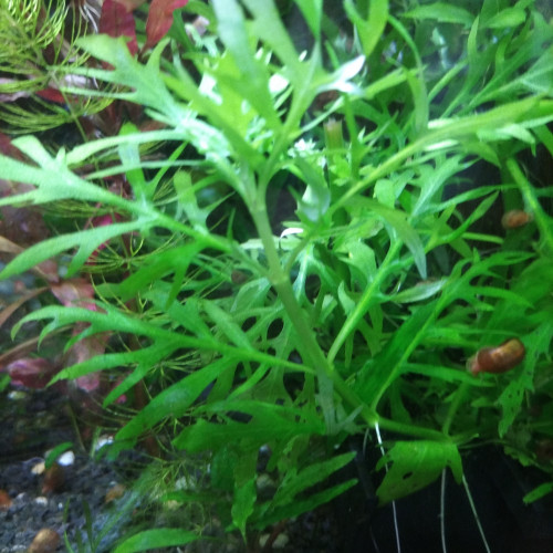 Hygrophila Difformis