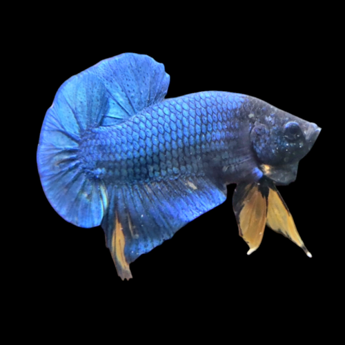 Betta plakat mustard 1