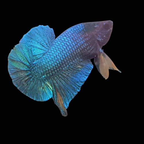 Betta plakat mustard 1