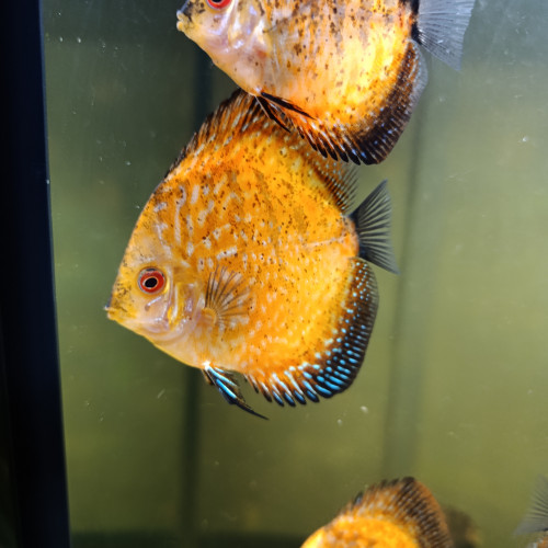 Reproduction de discus