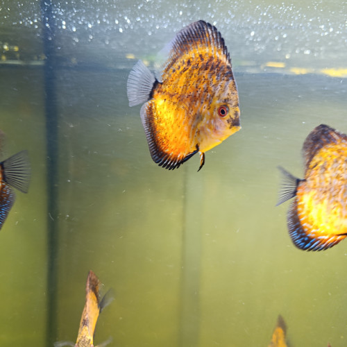 Reproduction de discus