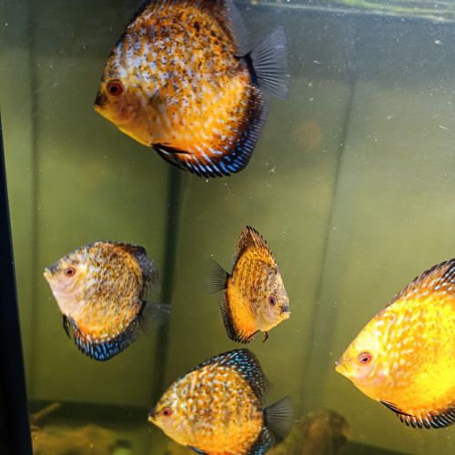 Reproduction de discus