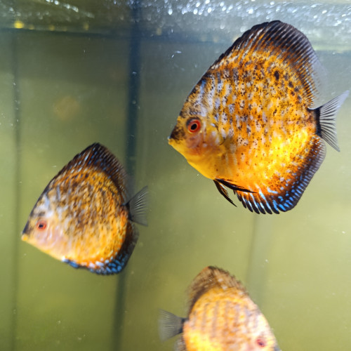 Reproduction de discus