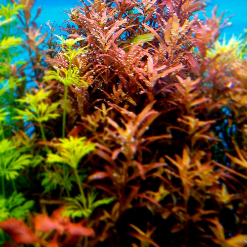 Plantes et mousses pour aquarium / aquascaping