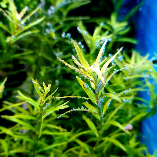 Plantes et mousses pour aquarium / aquascaping