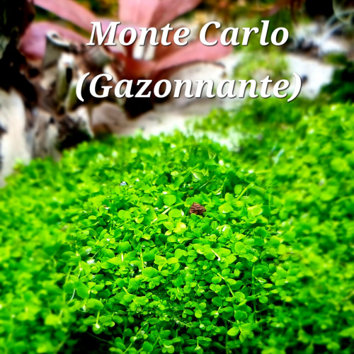 Plantes et mousses pour aquarium / aquascaping