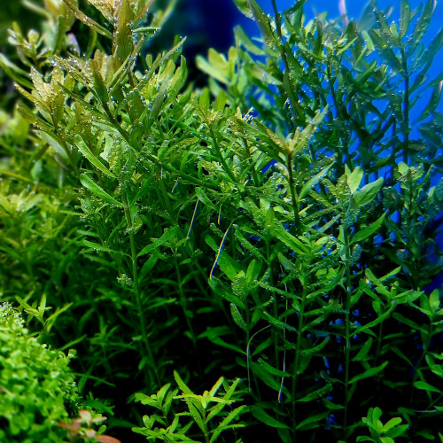 Plantes et mousses pour aquarium / aquascaping