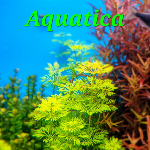 Plantes et mousses pour aquarium / aquascaping