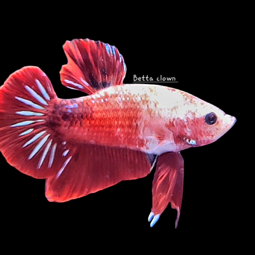 Betta plakat rouge