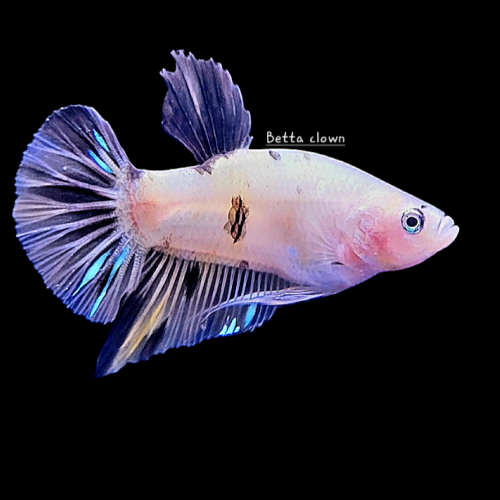 Betta plakat jaune 3  ( Abeille)