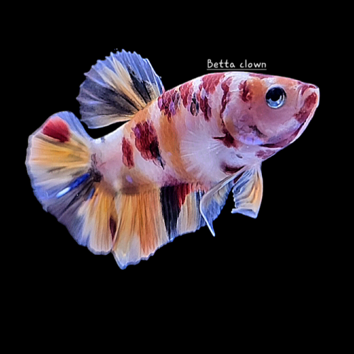 Betta plakat candy