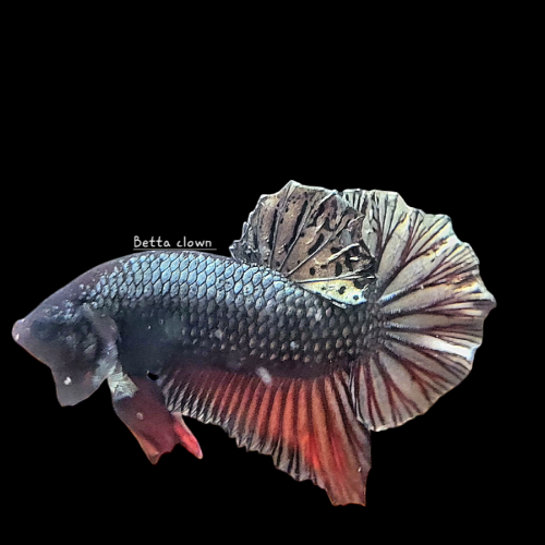 Betta plakat red copper 3