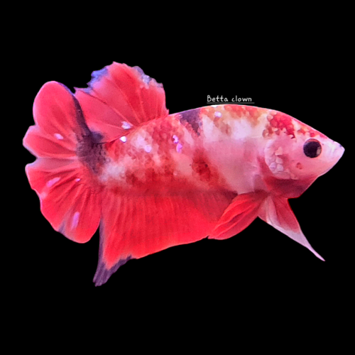 Betta plakat red koi