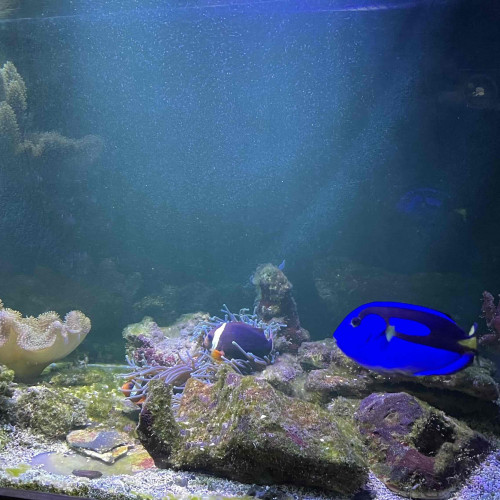 Donne poissons eau de mer : un chirurgien bleu, 2 clowns et leur anémone, 1 demoiselle, sarcophytons