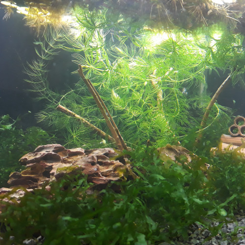 Plantes aquariums