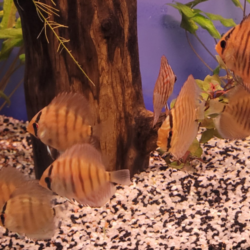 Discus Stendker 6 - 8 cm.