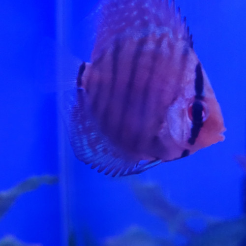 Discus Stendker 6 - 8 cm.