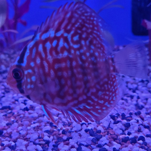 Discus Stendker 6 - 8 cm.