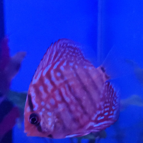 Discus Stendker 6 - 8 cm.