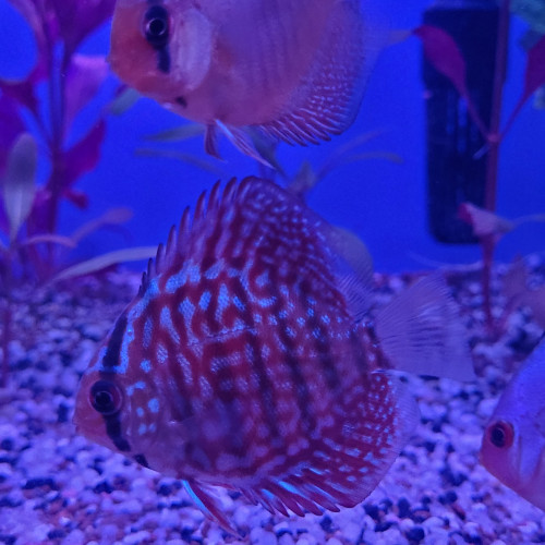 Discus Stendker 6 - 8 cm.