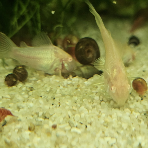 Jeunes corydoras aeneus albinos