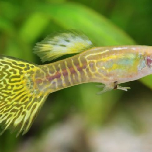 Souche/Lot de plus de 50 Guppy Endler Cobra/Snakeskin Jaune/Vert (Poecilia wingei)