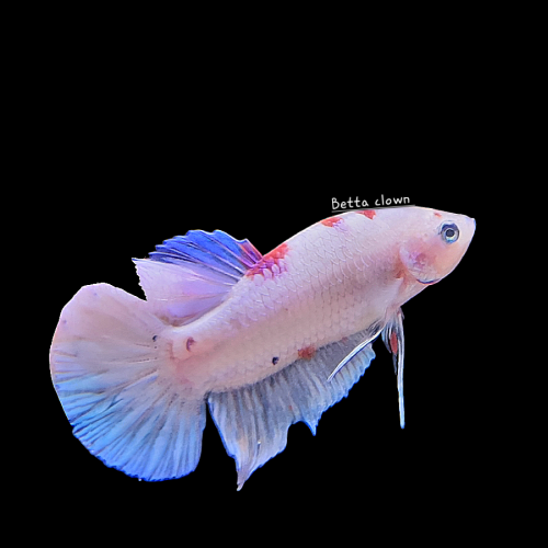 Betta plakat platinium