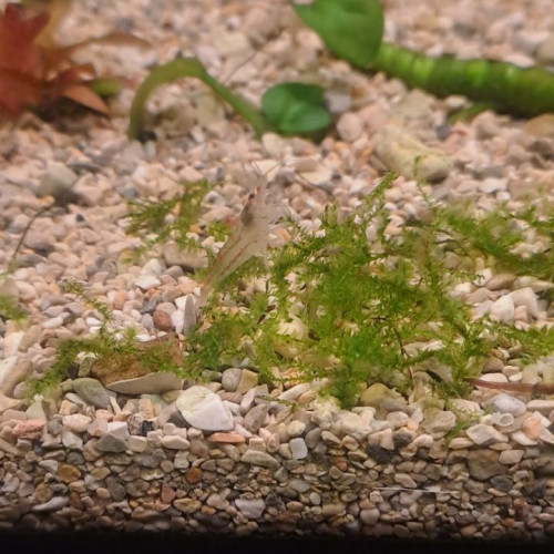 Crevette neocaridina