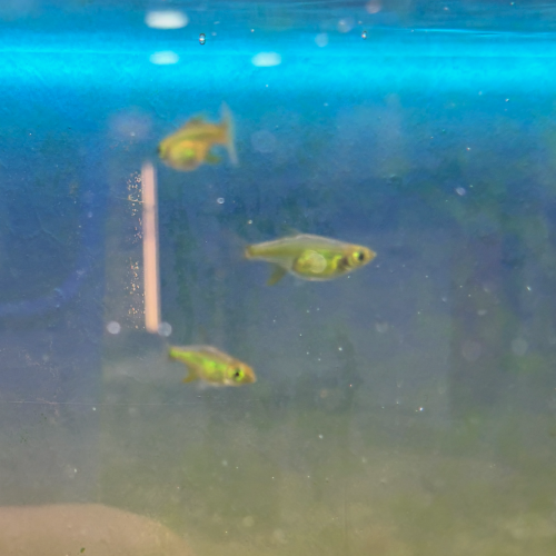 Rasbora Kubotai